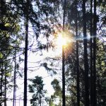 DIGITAL ZEN • Digital Detox Retreat • 100% Offline. Ohne Cheat. Erfahre Natur • Gemeinschaft • Wahrhaftigkeit.